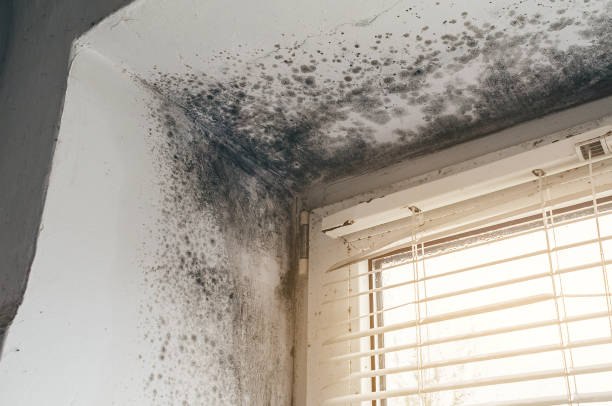 Trusted Black Mold Removal service in Bellvue, CO - Cheap Mold Removal