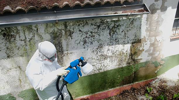 Trusted Mold Removal service in Bellvue, CO - Cheap Mold Removal